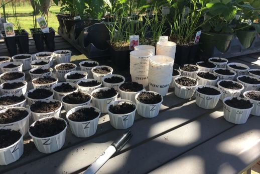 Planted Seedling Cups
