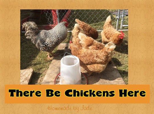 There Be Chickens Here!