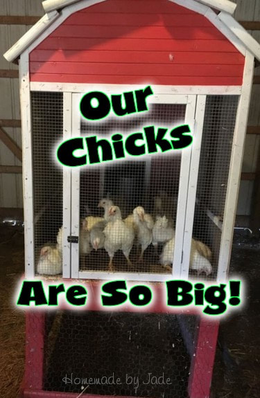 Young Chickens in a Coop