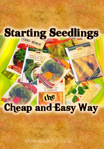 How to Start Seedlings